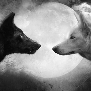 I know exactly which wolf I want to feed.